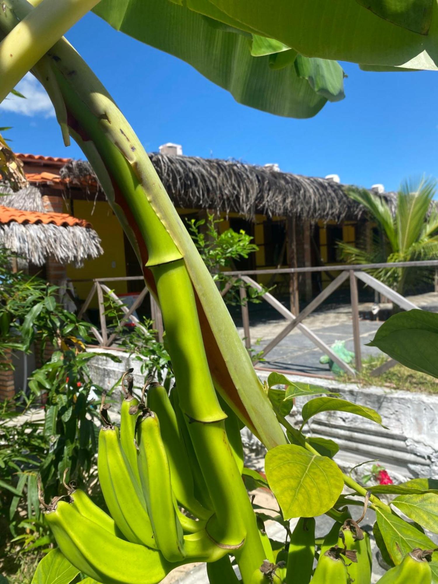 Pousada Rancho Sol Nascente Tutóia Esterno foto